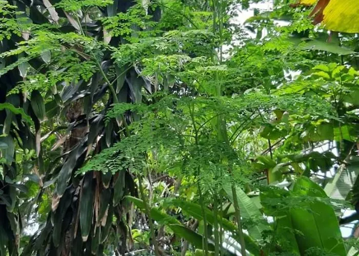 2br Jungle House & Eco Garden In The Edge Of Appartamento *
