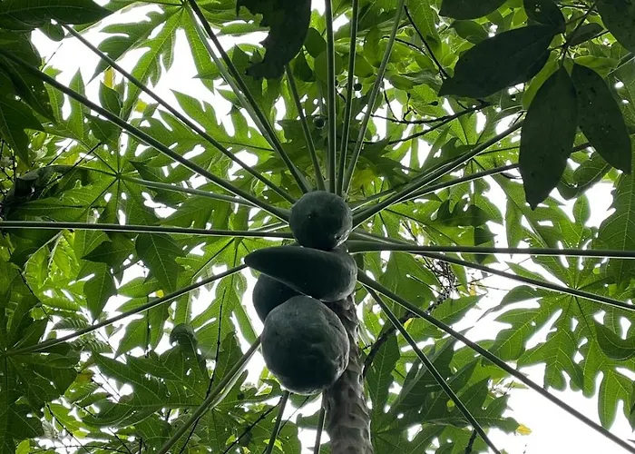Appartamento 2br Jungle House & Eco Garden In The Edge Of